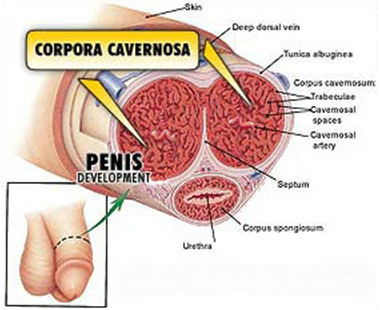 masă coagulată pe penis cu ce​​ medic veți contacta cu o erecție slabă